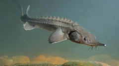 Риба стерлінга